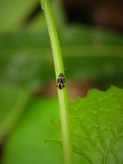 Phyllotreta striolata