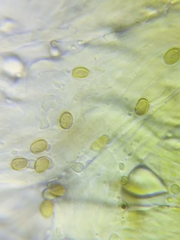 Inonotus cuticularis