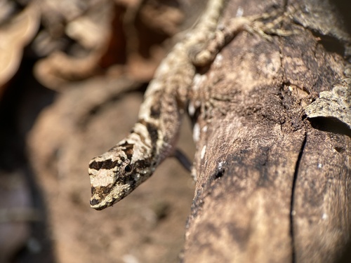 Serrano’s Anole, Anolis serranoi