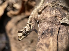 Anolis serranoi