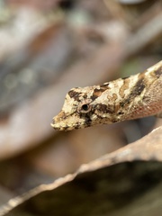 Anolis serranoi