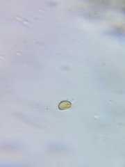 Inonotus cuticularis