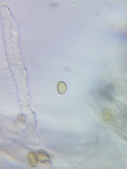 Inonotus cuticularis