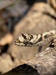 Anolis serranoi