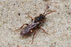 Nomada