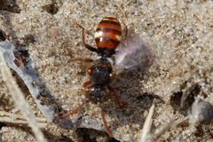 Nomada