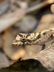 Anolis serranoi