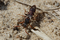 Nomada