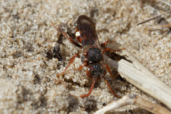 Nomada