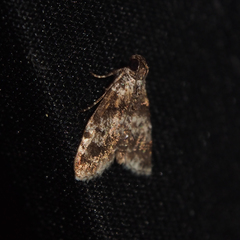 Salma ridiculalis