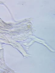 Inonotus cuticularis