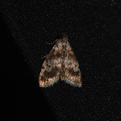 Salma ridiculalis