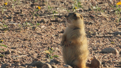 Cynomys gunnisoni