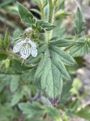 Phacelia grisea