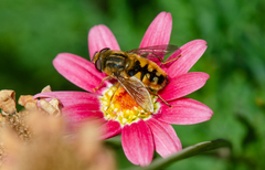 Dolichogyna chilensis