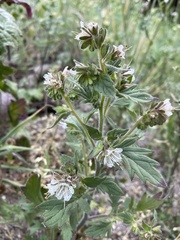 Phacelia grisea