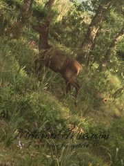 Cervus elaphus corsicanus