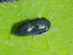Limotettix anthracinus