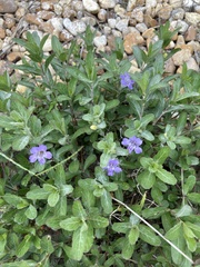 Dyschoriste oblongifolia