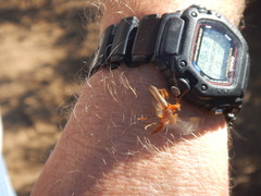 Pacificanthia consors