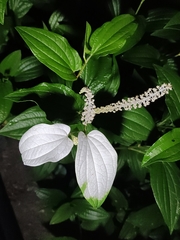 Saururus chinensis