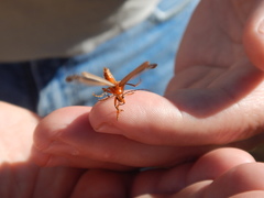 Pacificanthia consors