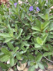 Dyschoriste oblongifolia
