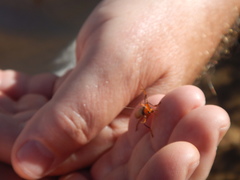 Pacificanthia consors