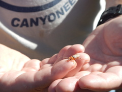 Pacificanthia consors
