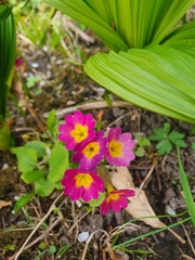 Primula × digenea