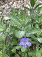 Dyschoriste oblongifolia