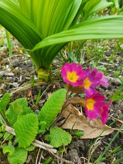 Primula × digenea