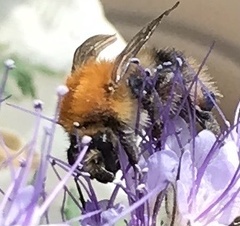 Bombus pascuorum