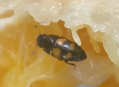 Glischrochilus fasciatus