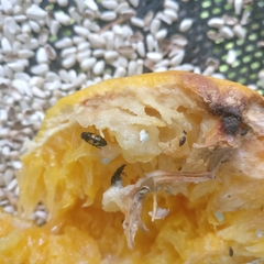 Glischrochilus fasciatus