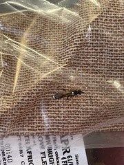 Ichneumon sarcitorius