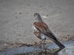Turdus pilaris