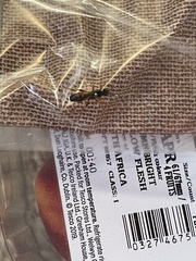 Ichneumon sarcitorius