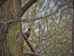 Turdus merula