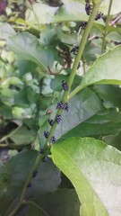 Lycorma delicatula