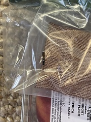 Ichneumon sarcitorius