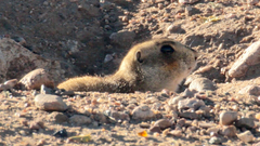 Cynomys gunnisoni