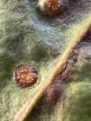 Puccinia andropogonis