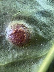 Puccinia andropogonis