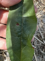 Puccinia andropogonis