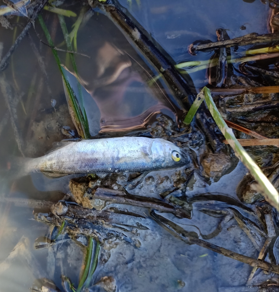 Yellow-eye Mullet (Aldrichetta forsteri)