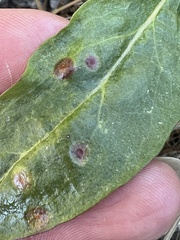 Puccinia andropogonis