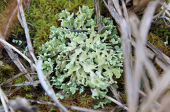 Cladonia symphycarpa