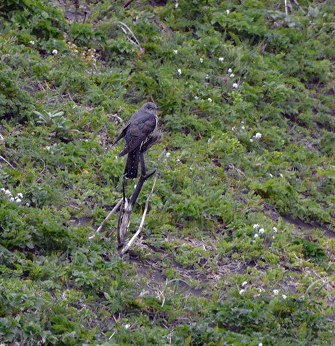 Oriental Cuckoo, St Paul, AK, USA, photo 7 of 10