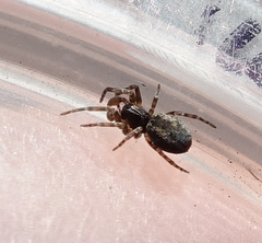 Dictyna uncinata